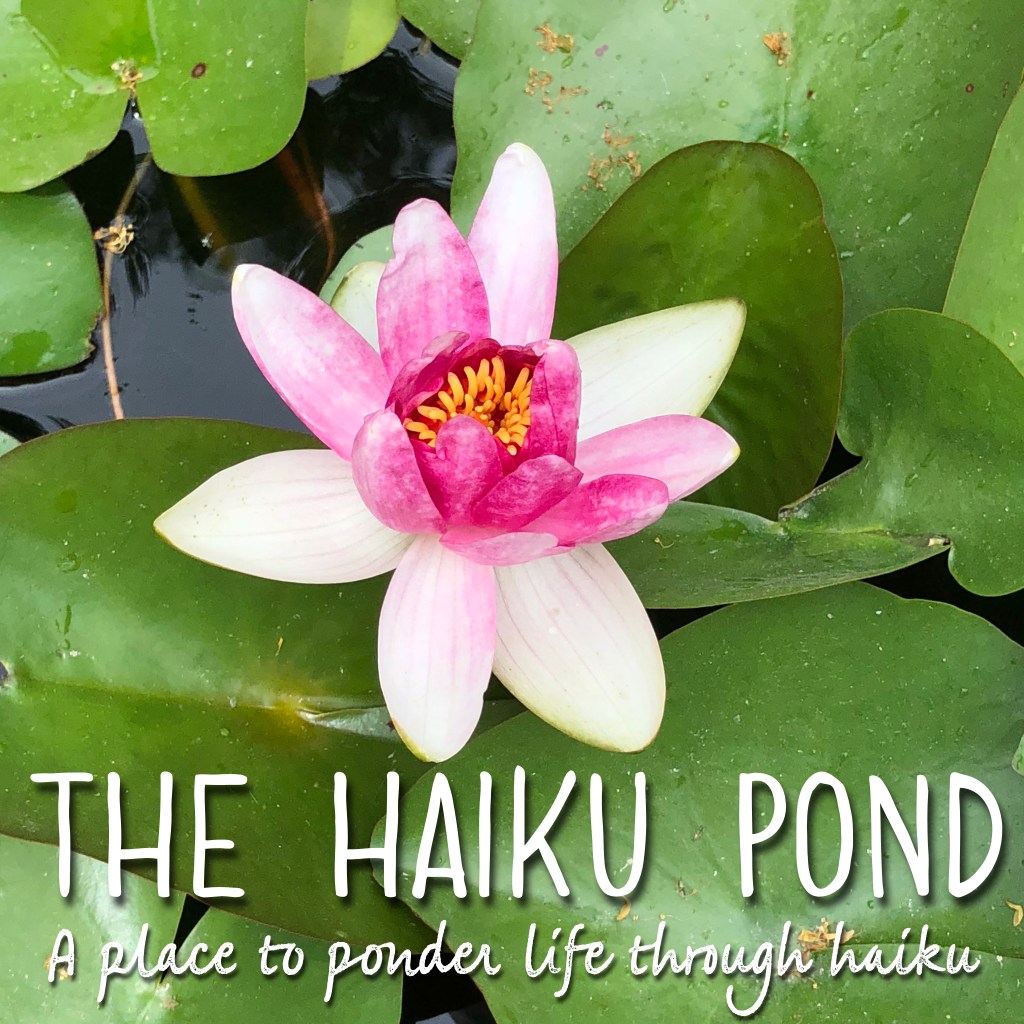 Pink lotus flower background with text "The Haiku Pond: A place to ponder life through haiku"